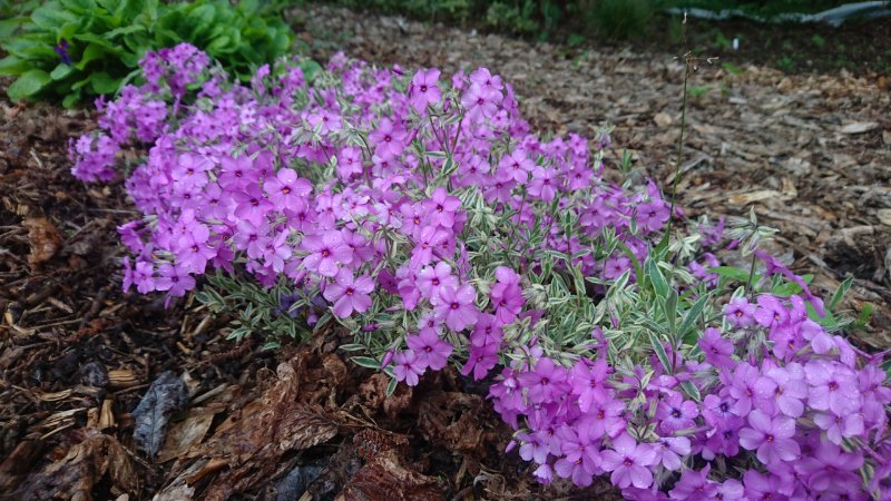 Phlox x procumbens  'Variegata'